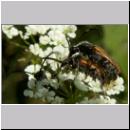 Pseudovadonia livida - Bockkaefer 08.jpg